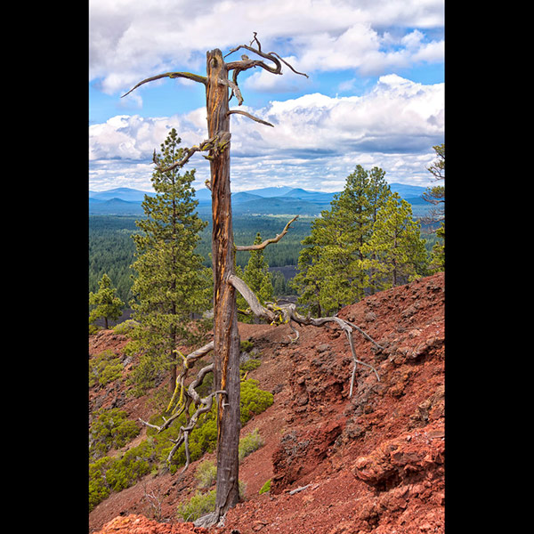 Skeleton Tree at the Lava Butte, Oregon